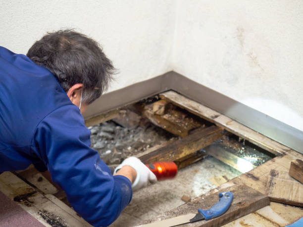 Trusted Roseland, OH Mold Remediation Experts
